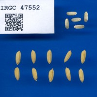IRGC 47552 Seed Photo
