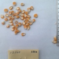 CIMMYTMA 1354 - Reference Inventory.jpg