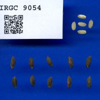 IRGC 9054 Seed Photo