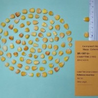 CIMMYTMA 21832.jpg