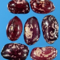 G50879 seed.jpg