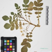 CIP 761452_OCH 12089_03.jpg