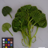 CIP 201281 Herbarium