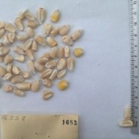 CIMMYTMA 1653 - Reference Inventory.jpg