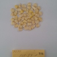 CIMMYTMA 725 - Reference Inventory.jpg