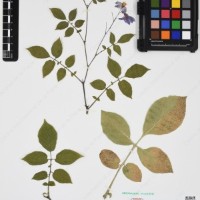 CIP 760433_HHA 6521_06.jpg