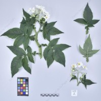 CIP 761234_OCHS 11613_mcq_H_2024.jpg