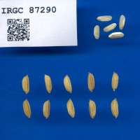 IRGC 87290 Seed Photo