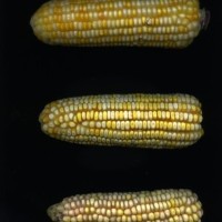 CIMMYTMA 16935 BOLI 1111 BA21U-2903-161 E_compress.jpg