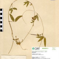 5425 herbarium