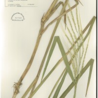IRGC 105925 Herbarium