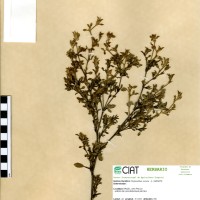 8 herbarium