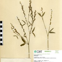 7473 herbarium