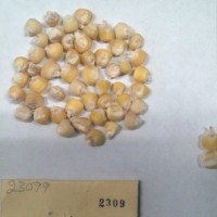 CIMMYTMA 2309 - Reference Inventory.jpg