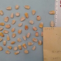 CIMMYTMA 5767 - Reference Inventory.jpg