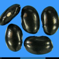 G3277 seed.jpg