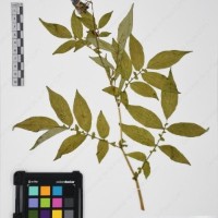 CIP 765722_RPSP 034_01.jpg