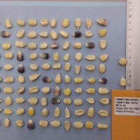 CIMMYTMA 15919 - Reference Inventory.jpg