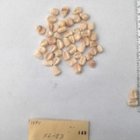 CIMMYTMA 149 - Reference Inventory.jpg