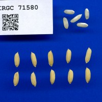 IRGC 71580 Seed Photo