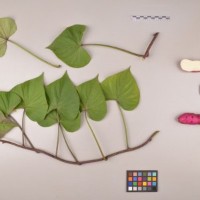 CIP 400292 (full plant).jpg