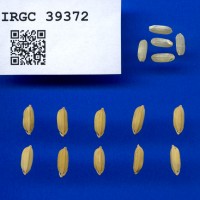 IRGC 39372 Seed Photo