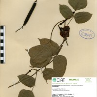 5892 herbarium