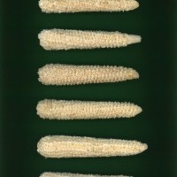 CIMMYTMA 10889 BRAZ 114AR AF22A-0903-147 C_compress.jpg