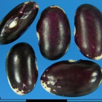 G50014 seed.jpg