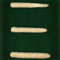 CIMMYTMA 20362 VERA 116 AF17A-0903-116 C.jpg