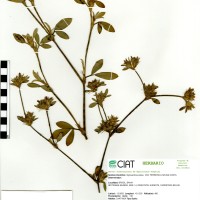 11572 herbarium