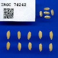 IRGC 74242 Seed Photo