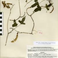G40561 herbarium.jpg