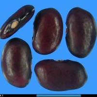 G3028 seed.jpg