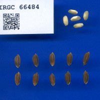 IRGC 66484 Seed Photo