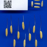 IRGC 3512 Seed Photo