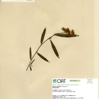 21122 herbarium
