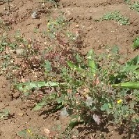 104621(Medicago radiata16111).jpg