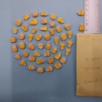 CIMMYTMA 7483 - Reference inventory.jpg