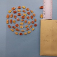 CIMMYTMA 7519 - Reference inventory.jpg