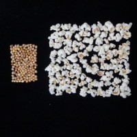 Popped and not popped comparison.jpg