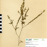7039 herbarium