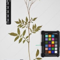 CIP 762633_OCHS 12602_11.jpg