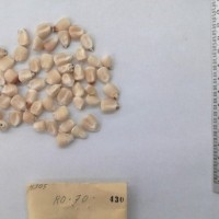 CIMMYTMA 430 - Reference Inventory.jpg