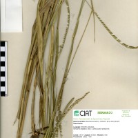 16125 herbarium