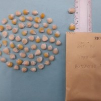 CIMMYTMA 7977 - Reference inventory.jpg