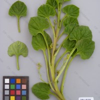 CIP 201025 Herbarium