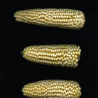 CIMMYTMA 19436 MEXI 447 TC24U-2903-72 E.jpg