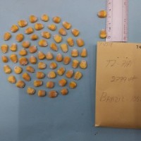 CIMMYTMA 7451 - Reference inventory.jpg