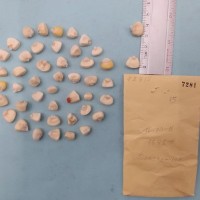 CIMMYTMA 7281 - Reference Inventory.jpg